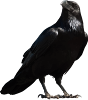 animals & Raven free transparent png image.