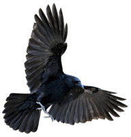 animals & Raven free transparent png image.