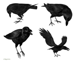 animals & raven free transparent png image.