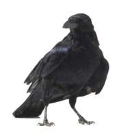 animals & Raven free transparent png image.