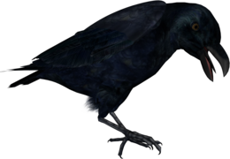 animals & raven free transparent png image.