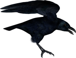 animals & raven free transparent png image.