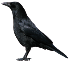 animals & Raven free transparent png image.