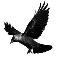 animals & raven free transparent png image.