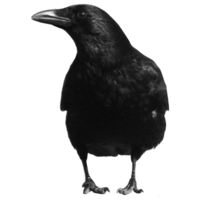 animals & Raven free transparent png image.