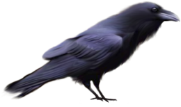 animals & raven free transparent png image.