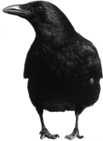 animals & Raven free transparent png image.