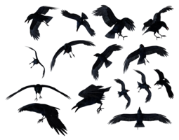 animals & Raven free transparent png image.