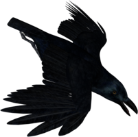 animals & raven free transparent png image.