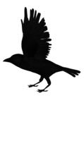 animals & raven free transparent png image.