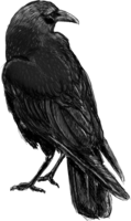 animals & raven free transparent png image.