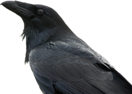 animals & raven free transparent png image.