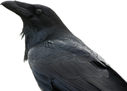 animals & Raven free transparent png image.