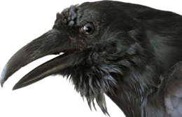 animals & Raven free transparent png image.