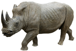 animals & rhino free transparent png image.