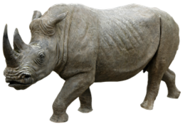 animals & rhino free transparent png image.