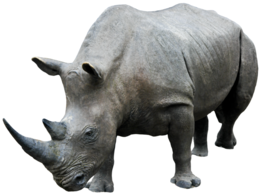 animals & Rhino free transparent png image.