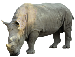 animals & rhino free transparent png image.