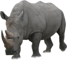 animals & rhino free transparent png image.