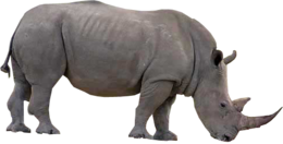 animals & Rhino free transparent png image.