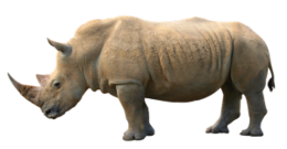 animals & rhino free transparent png image.