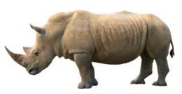 animals & rhino free transparent png image.