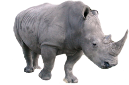 animals & rhino free transparent png image.