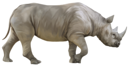 animals & rhino free transparent png image.