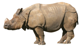 animals & Rhino free transparent png image.