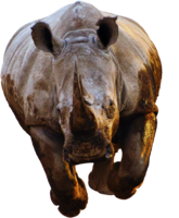 animals & Rhino free transparent png image.