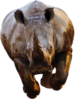 animals & rhino free transparent png image.