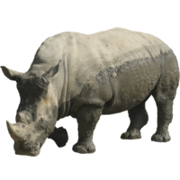 animals & rhino free transparent png image.