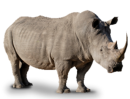 animals & Rhino free transparent png image.