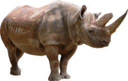 animals & rhino free transparent png image.