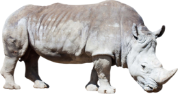 animals & Rhino free transparent png image.