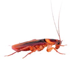 insects&Roach png image.