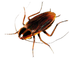 insects & Roach free transparent png image.