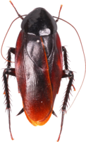 insects & roach free transparent png image.