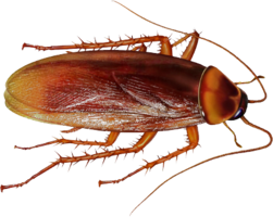 insects & roach free transparent png image.