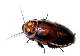 insects & roach free transparent png image.