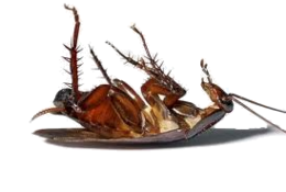 insects & roach free transparent png image.