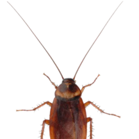 insects & Roach free transparent png image.
