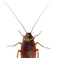 insects & roach free transparent png image.