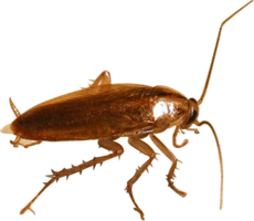 insects & Roach free transparent png image.