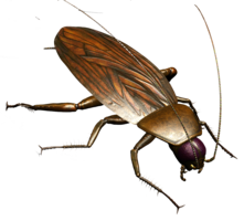 insects & Roach free transparent png image.