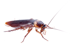 insects & Roach free transparent png image.