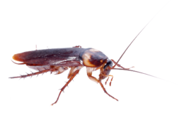 insects & roach free transparent png image.