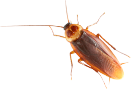 insects & roach free transparent png image.