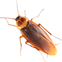 insects & roach free transparent png image.