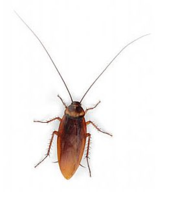 insects & roach free transparent png image.